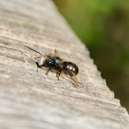 Osmia cornuta